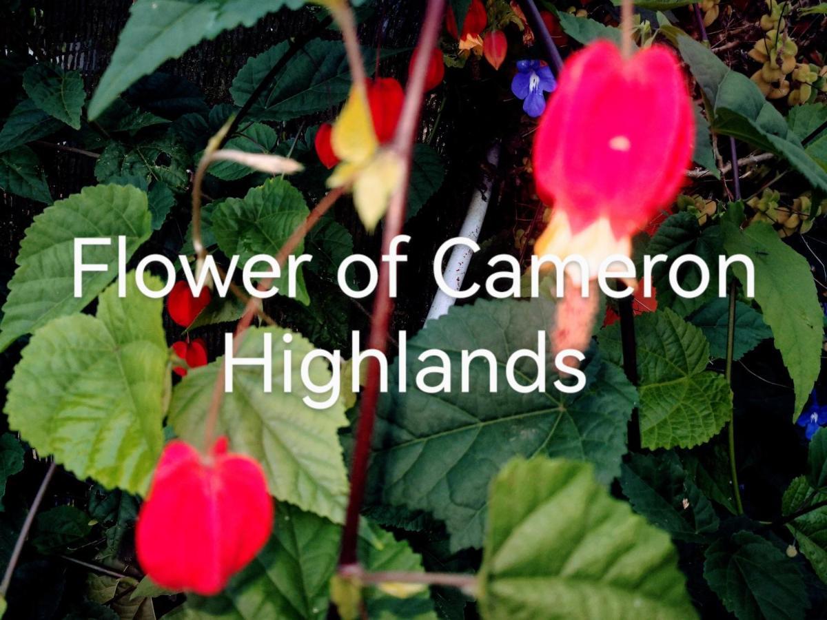 Lily Homestay Barrington Square Cameron Highlands. Brinchang Εξωτερικό φωτογραφία